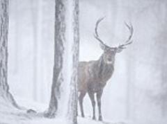 Stunning images of natural Britain capture animals in air, sea and on land as part of photography-based conservation initiative