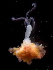 A Zombie Worm And Other Amazing Images From This Week