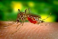 west nile virus hotline open; report dead birds