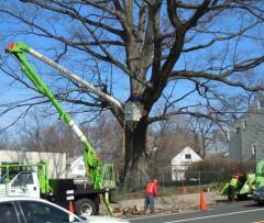 historic teaneck oak tree to be cut down, official says